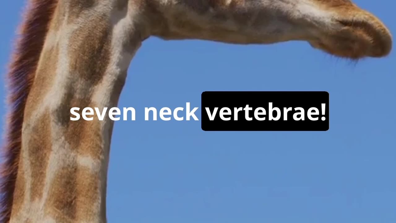 🦒 Giraffe's Long Neck: Nature’s Marvel | Scientific Secret #GiraffeFacts #GiraffeAdaptation