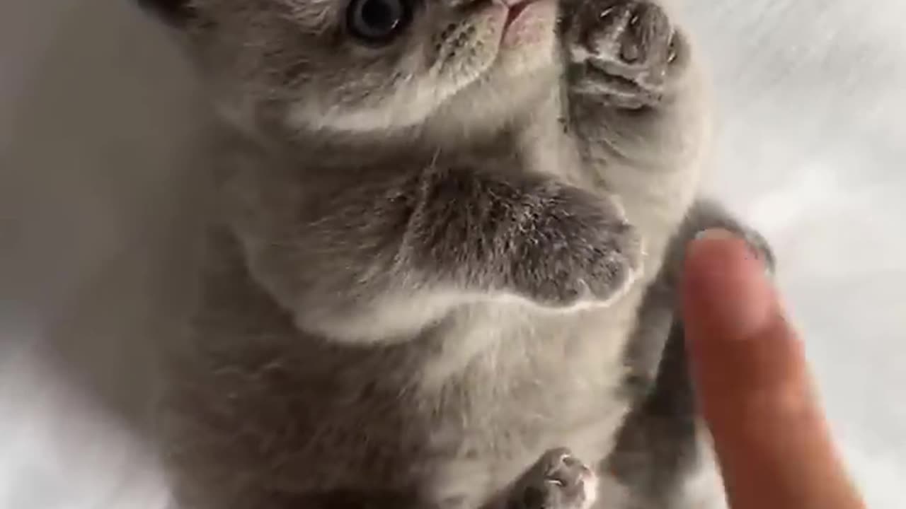 OMG, Cuteness Overloaded! Super Cuteness Kitty Cats Shorts Videos 😺😍😘