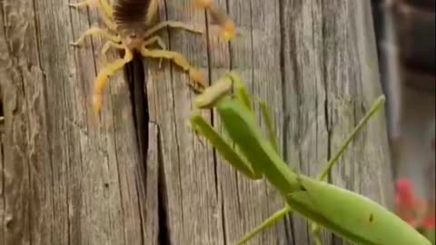 Praying Mantis Vs Scorpion Which One is Powerful