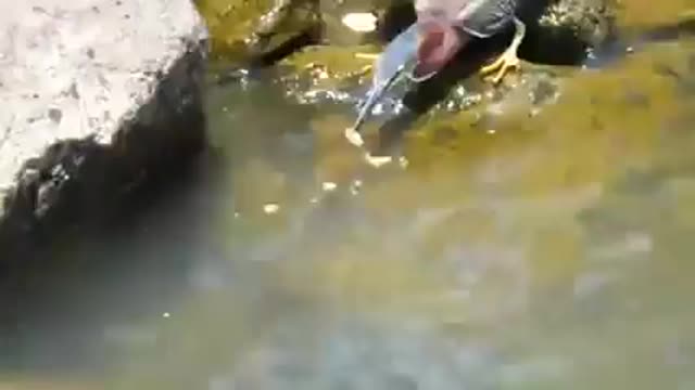 The intelligence of a bird in hunting
