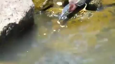 The intelligence of a bird in hunting