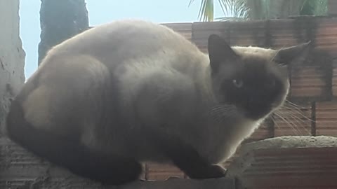 gray cat