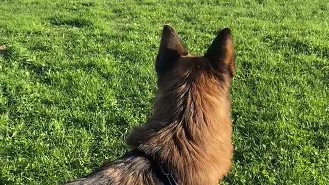 The cat licked