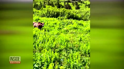 Woman Calmly Talks to Huge Grizzly Bear While Hiking in Park.mp4