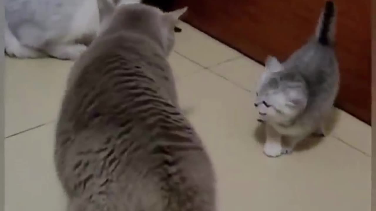 Funniest Cat Videos Ever| #short video #shorts #pets #cats #puppy #dog