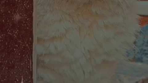 Cute and funny cat video.