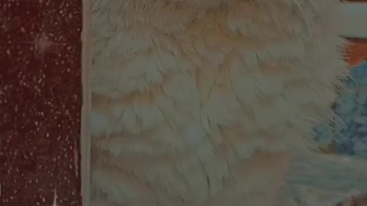Cute and funny cat video.