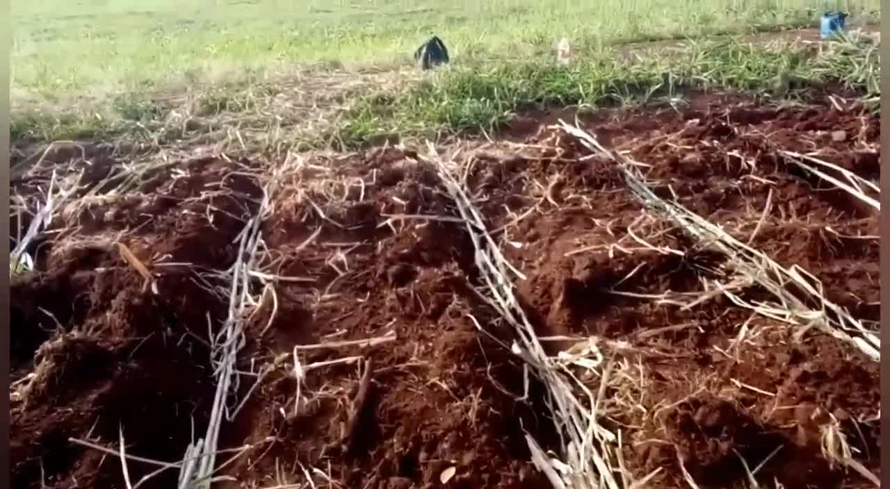 Iniciando novo projeto de comida para inverno...