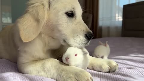 Golden Retriever Puppy Meets Tiny Bunnies for the First Time