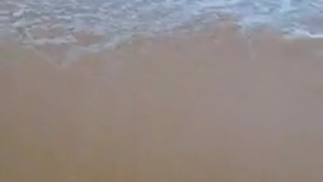 Happy Dog in the beach <3