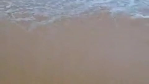 Happy Dog in the beach <3