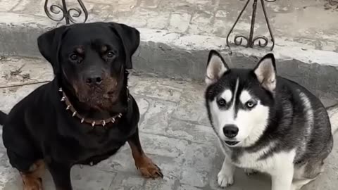 Rottweiler vs husky 💪☠️