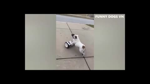 Funny dogs pets 😆🤣# viral # shorts # trending