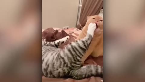 Very Funny Cats Make You Laugh. Funny Cat Compilation Videos