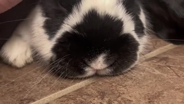 he loves pets 🥹❤️ #cutebunnies #bunnytok