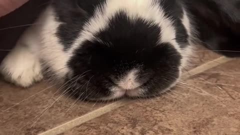 he loves pets 🥹❤️ #cutebunnies #bunnytok