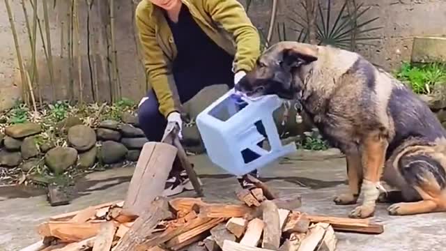 cute cute dog