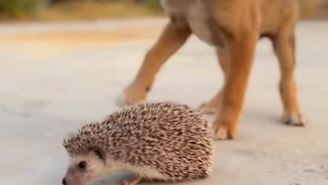 The curious dog and Sonic, the Hedgehog