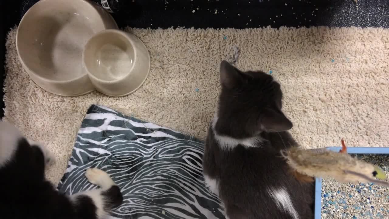 Looking down at kittens in cage