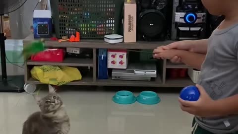 mainecoon exercise