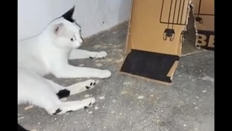 cute cat fighting with her son| cats funny fighting