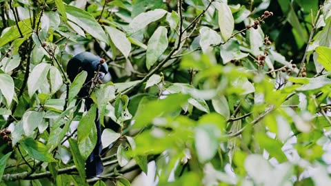 Chatter tagged treepie drama while eating