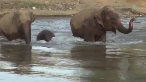 Baby Elephant And Parents Make A Happy Noise While In The River - ElephantNews