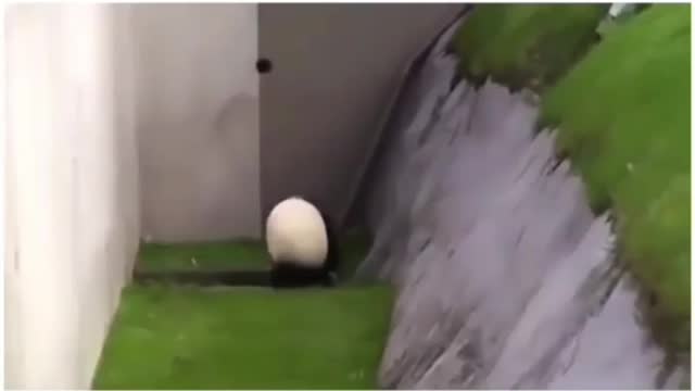 Pandas are super awkward, but cute!