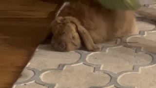 Bunny Gets Broom Massage