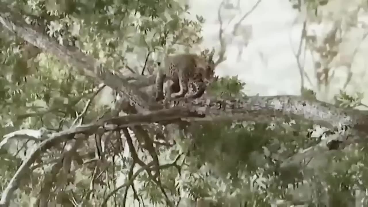 Fatal Confrontation: Leopards Meet a Tragic End in Brave Fight Against Hyenas for Their Prey