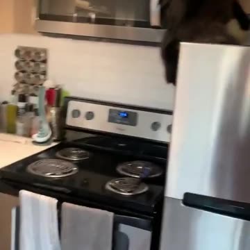 Cats are full of quirks