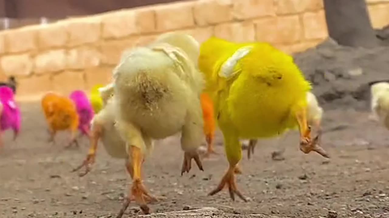 Funny Chick's 🐥 gangster vibe