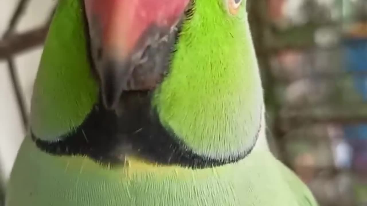 Ye mithu talking parrot cute