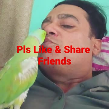 My Green Ringneck Parrot