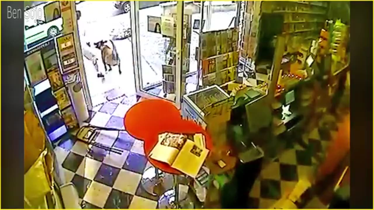 Thieves Disappointed When Encountering Dogs! - Instant Karma