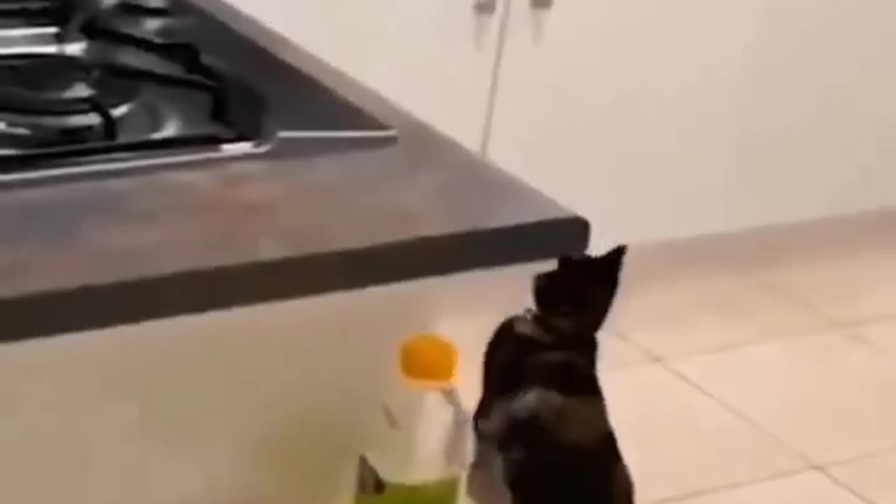 Funny cats scene