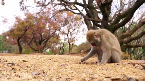 Japanese Macaques Likely Keep Their Aging Minds Active w_ Games 🐵 Animals at Play - Smithsonian