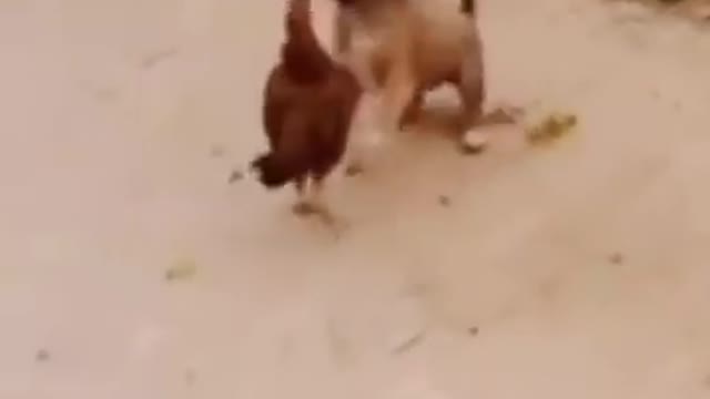 Coq 🐓 funny vs dog funny