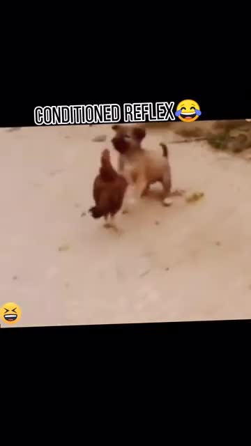 Coq 🐓 funny vs dog funny
