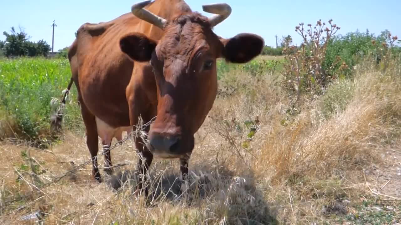 A Red-Haired Cow Cow Graze Pasture Meadow Food