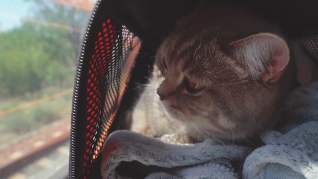 What can happen when you go somewhere with your beloved cat?