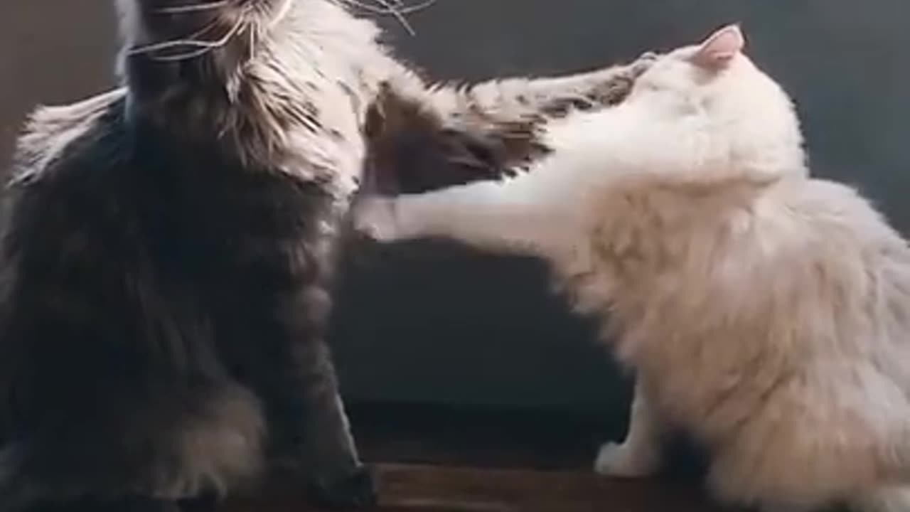 Cute and Funny Cat Videos Compilation