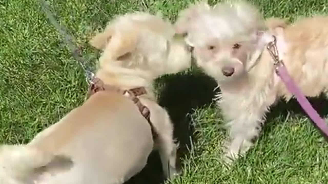 introducing new pets- Terrified Stray Dog Finds The Perfect Family