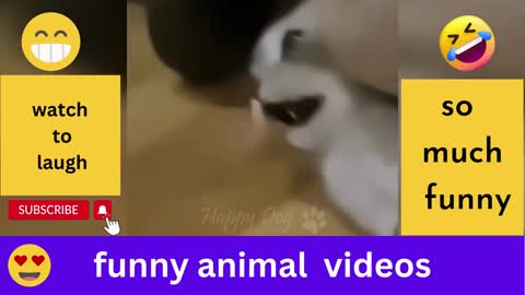 Funny Animals