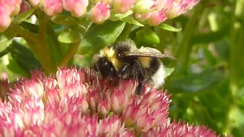 Bumble Bee Warming Up In The Sun