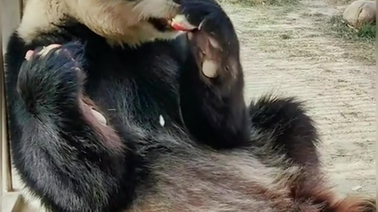 A charming panda behavior