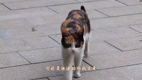 The stray cat of Diaowa is walking out of sorrow