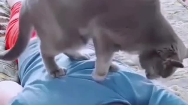 Funny animals videos 2022 | Funniest Cats And Dogs Video