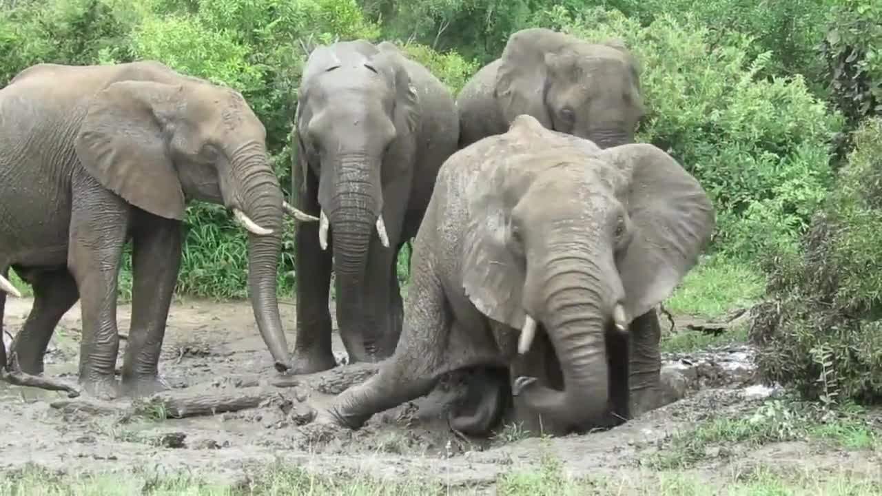Big bull elephant sits down to enjoy body scratch in the mud WOOOW