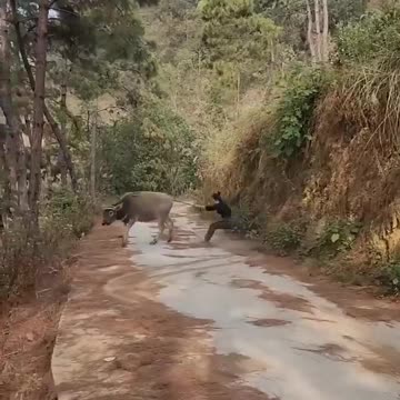 Wait for them to FALL out! 🤪